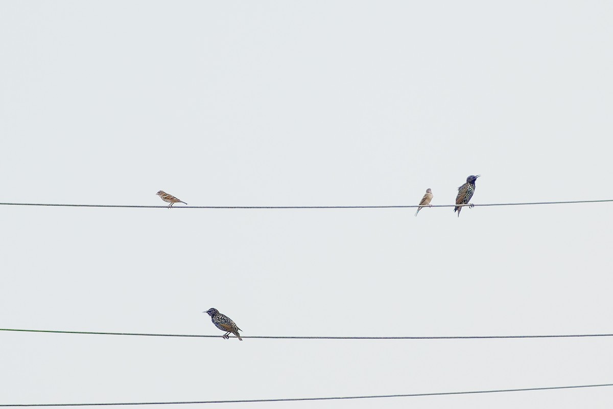 House Sparrow - ML642091087