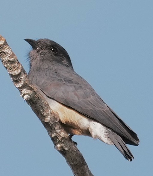 Swallow-winged Puffbird - ML642091092