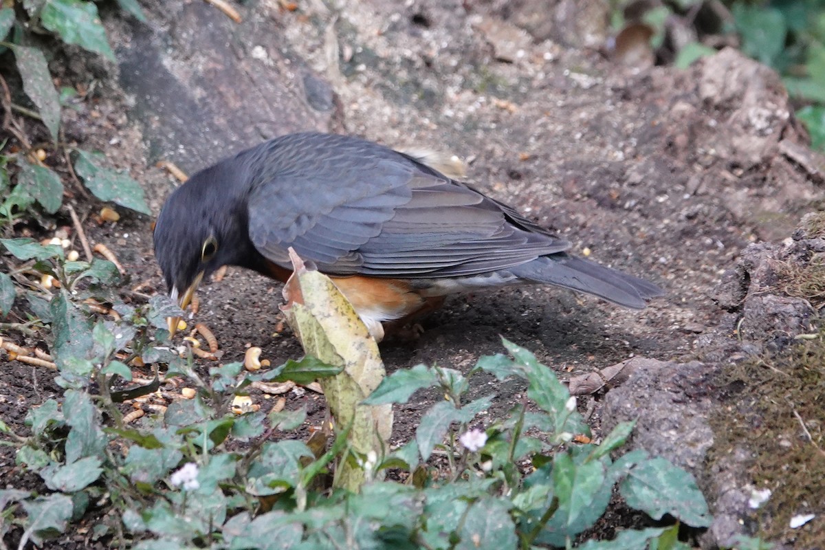 Black-breasted Thrush - ML642091107