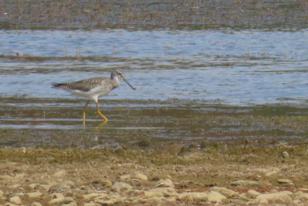 Greater Yellowlegs - ML642091109