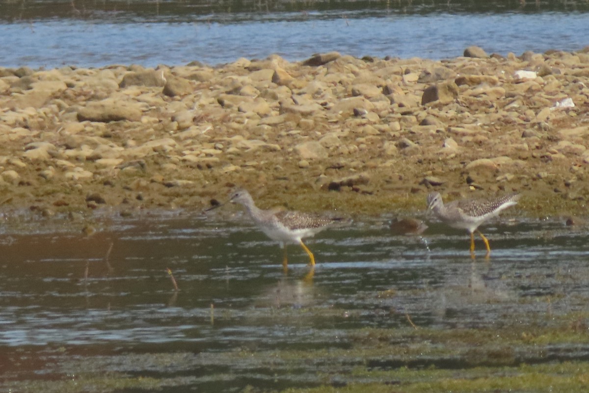 Greater Yellowlegs - ML642091110