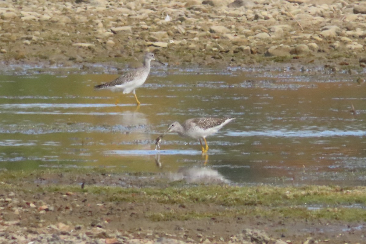 Greater Yellowlegs - ML642091111