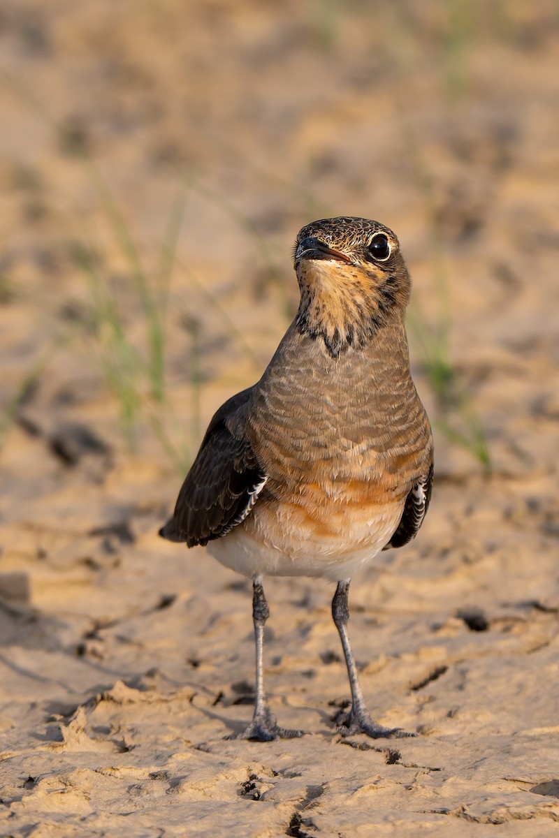 Collared Pratincole - ML642091121