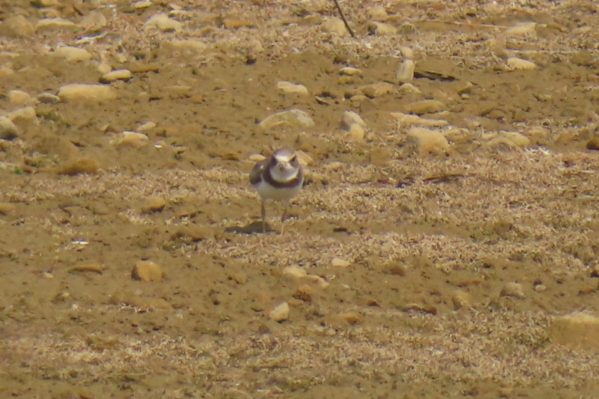 Semipalmated Plover - ML642091124