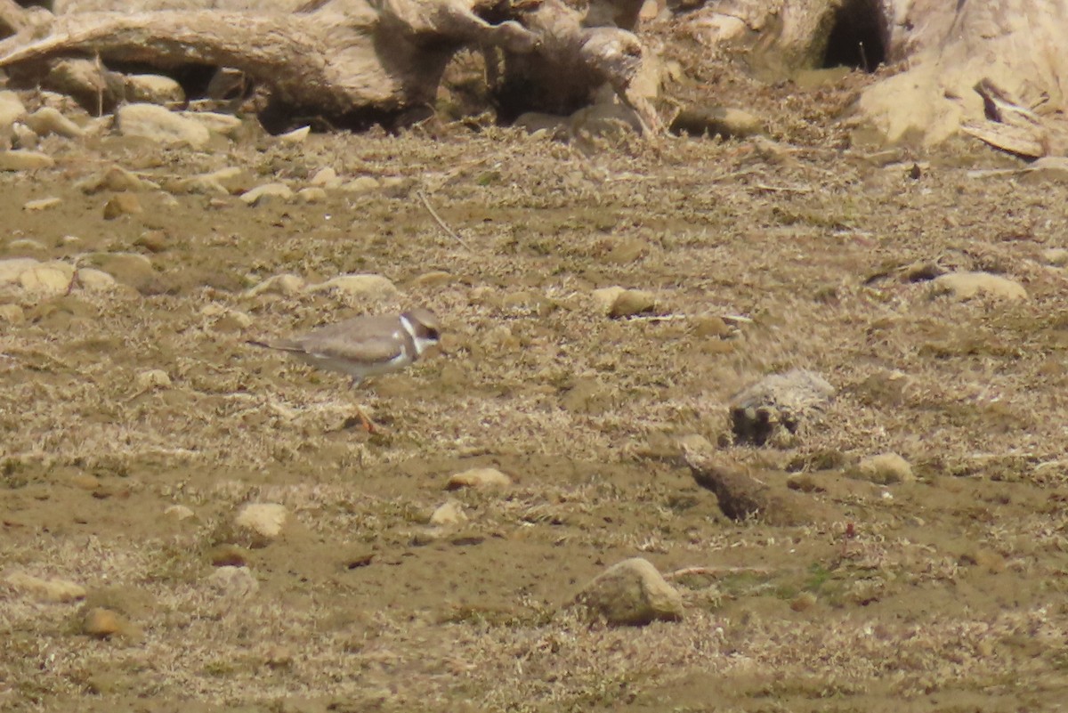 Semipalmated Plover - ML642091125