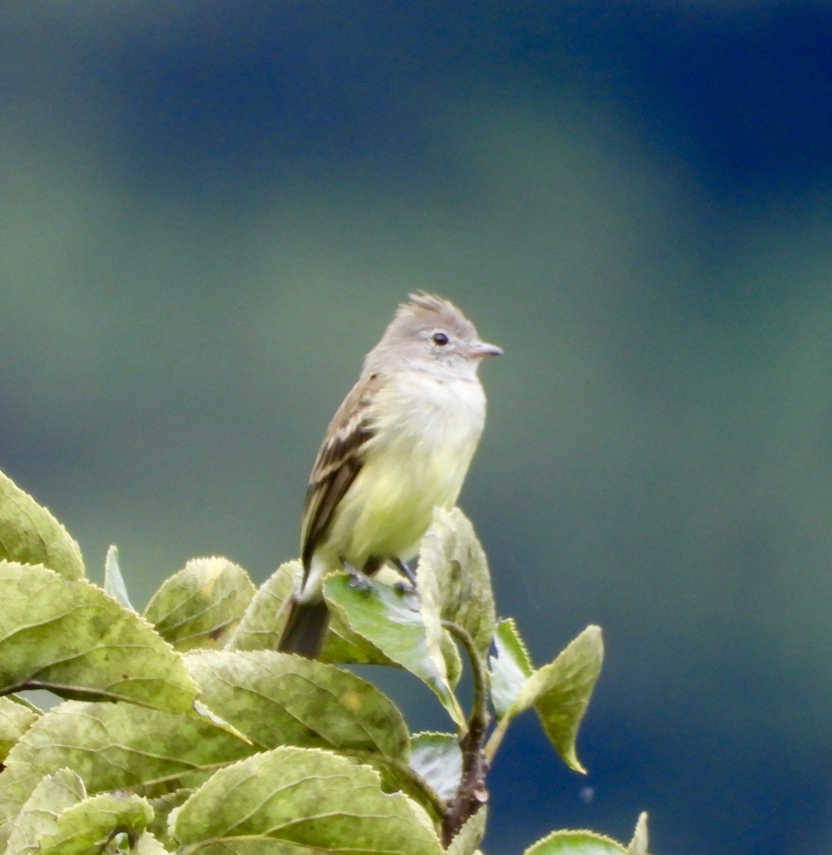 Yellow-bellied Elaenia - ML642091129