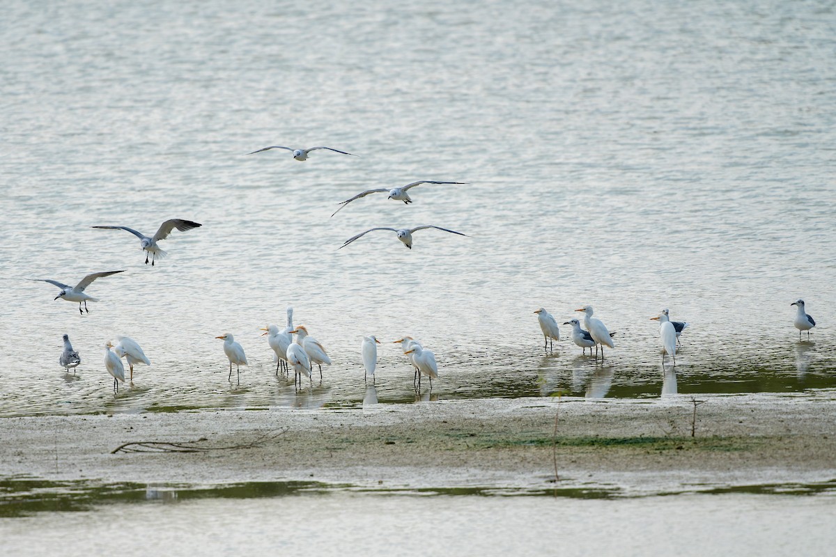 Western Cattle-Egret - ML642091130