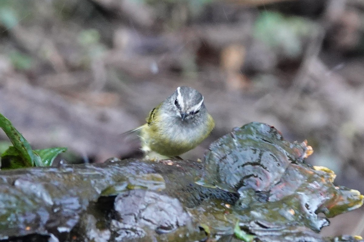 Ashy-throated Warbler - ML642091143