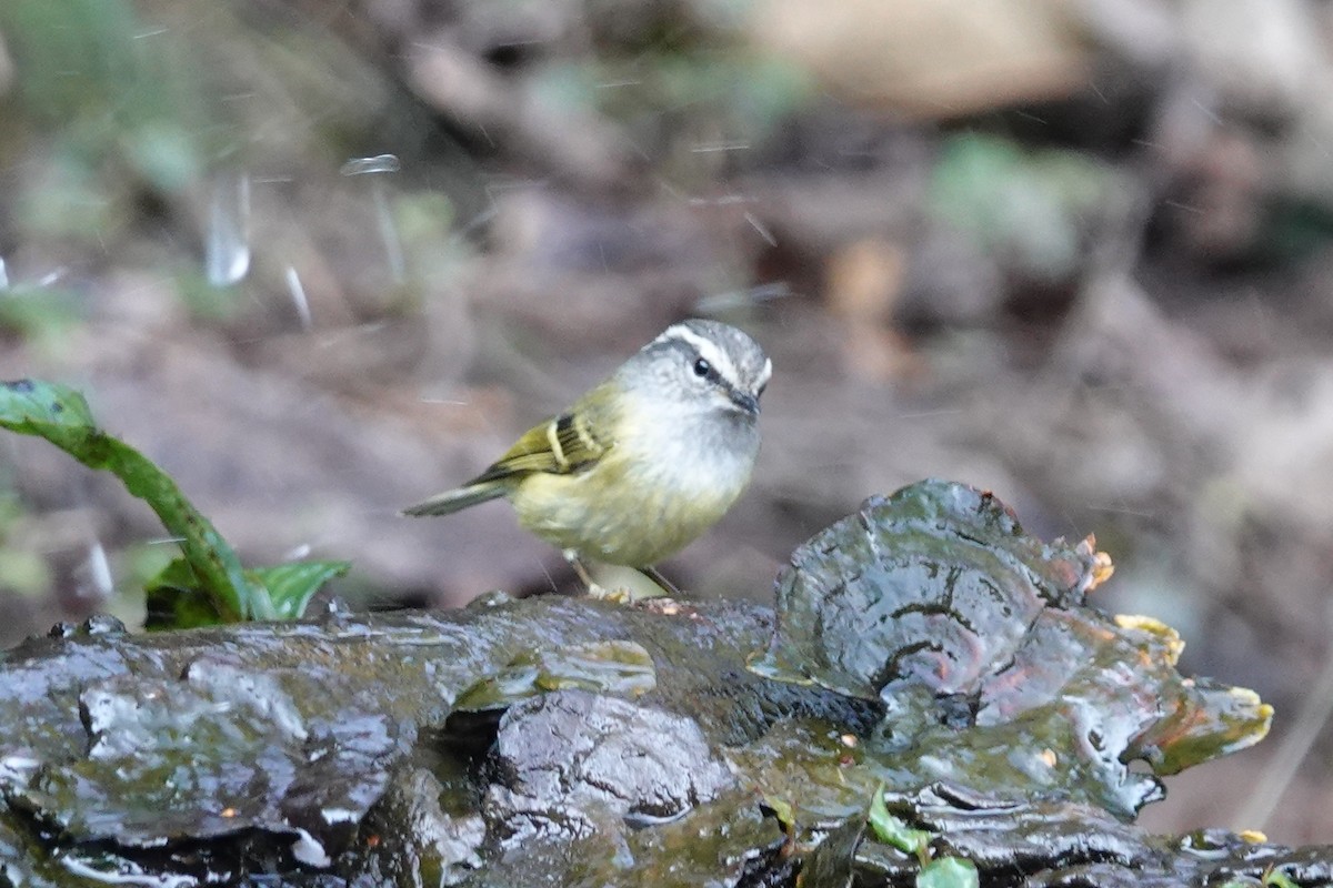 Ashy-throated Warbler - ML642091145