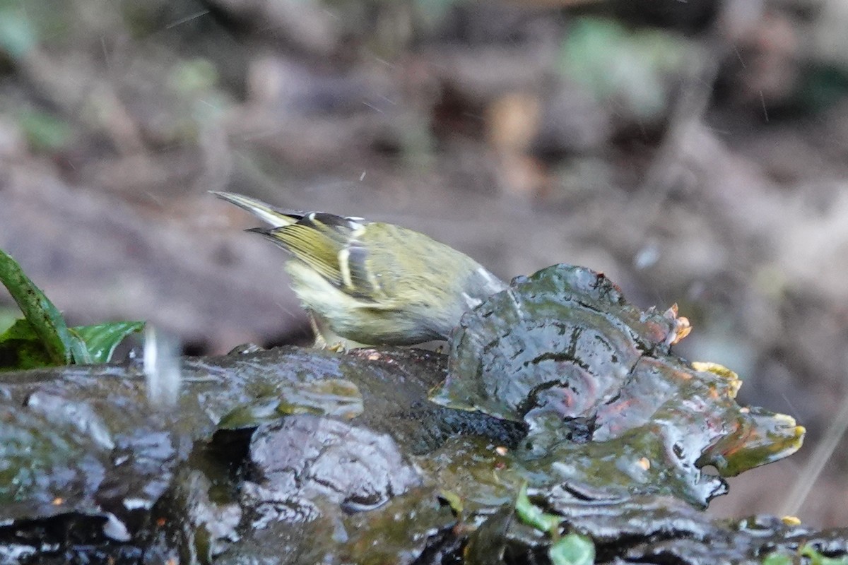 Ashy-throated Warbler - ML642091146