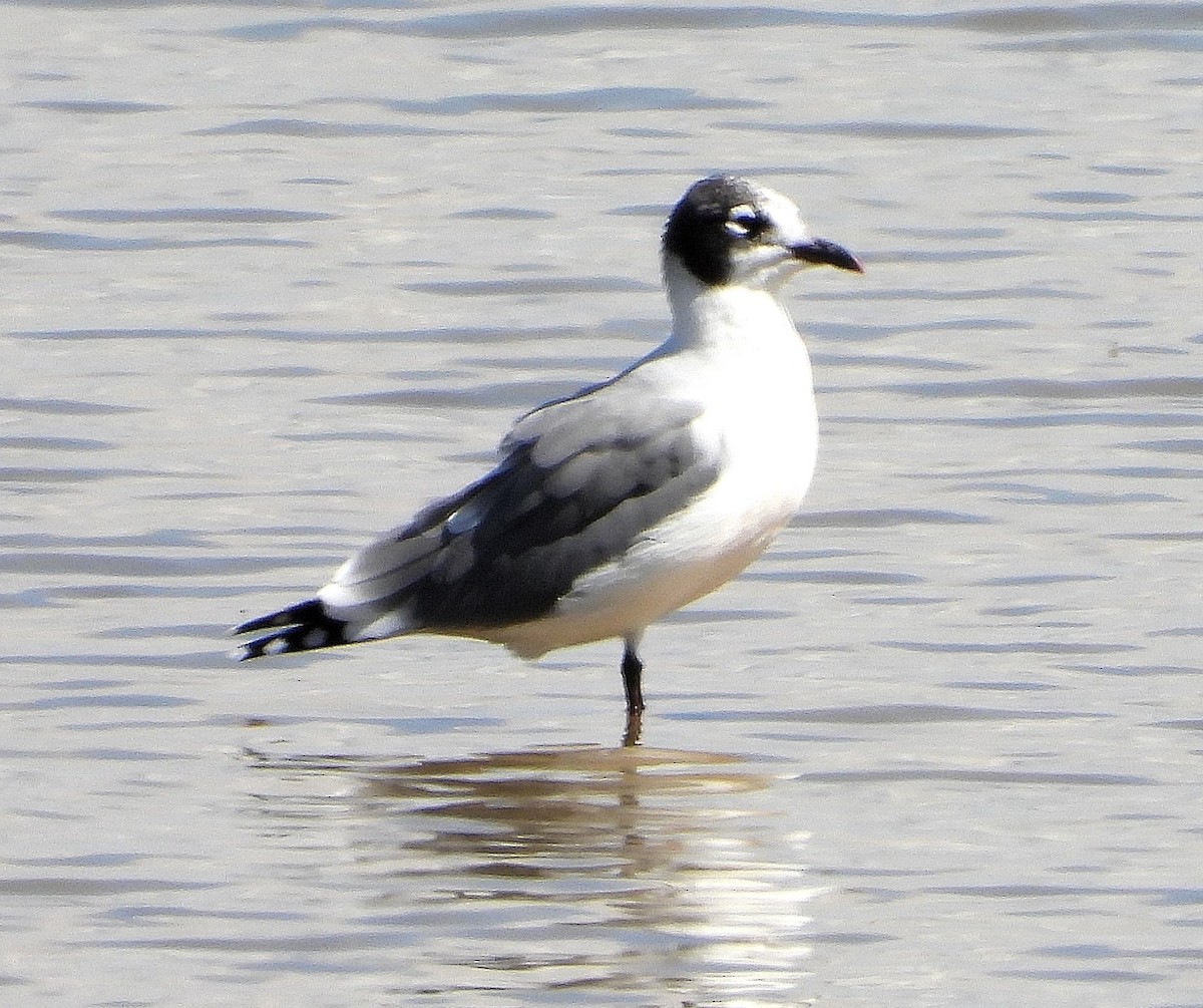 Gaviota Pipizcan - ML642091151