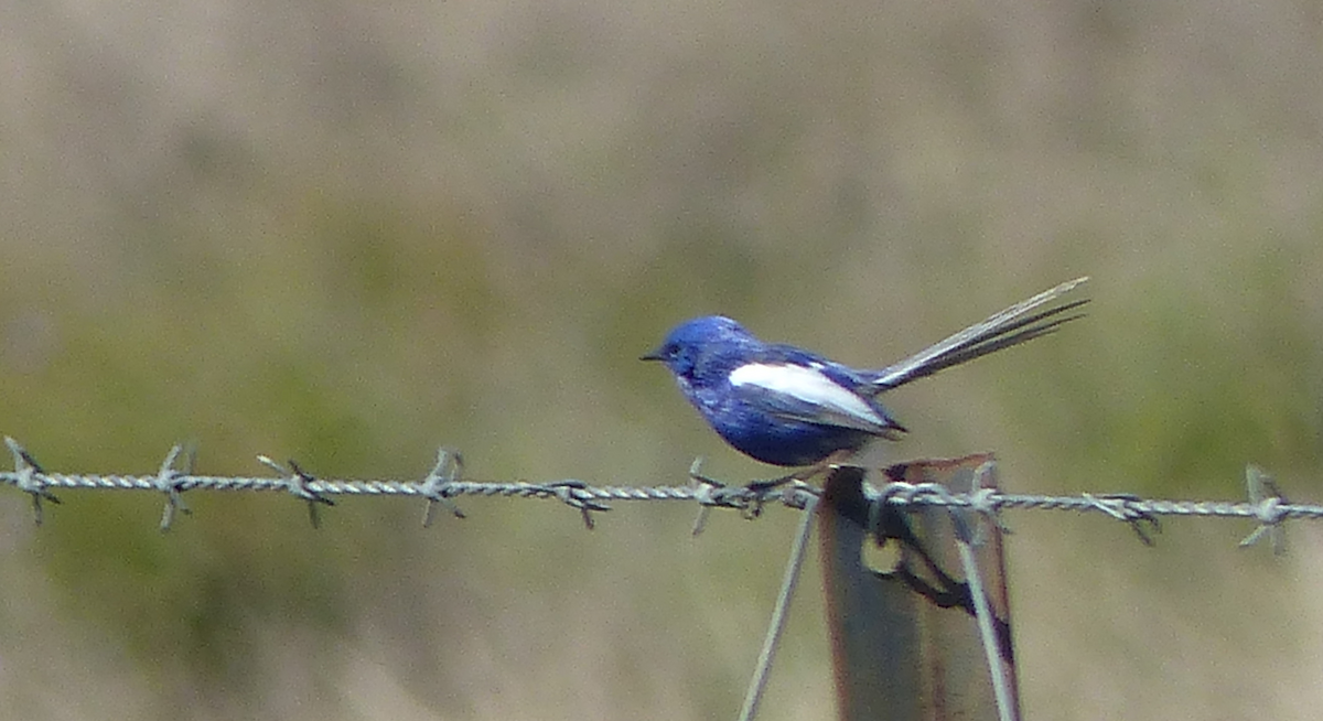 White-winged Fairywren - ML642091164