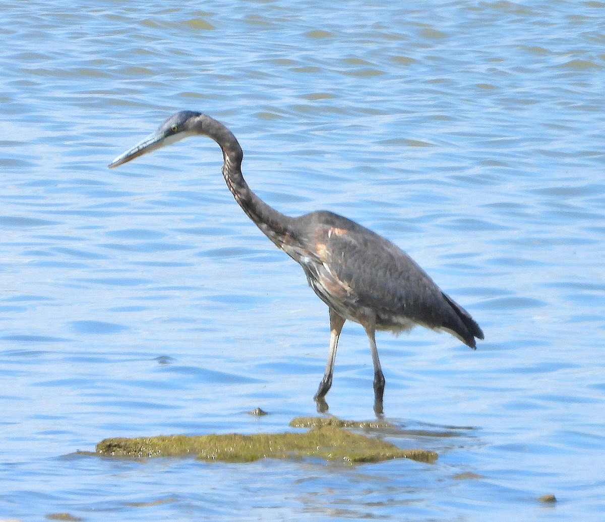 Garza Azulada - ML642091165