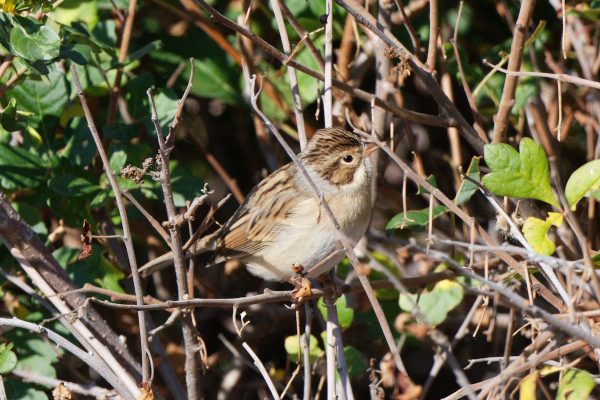 Clay-colored Sparrow - ML642091171