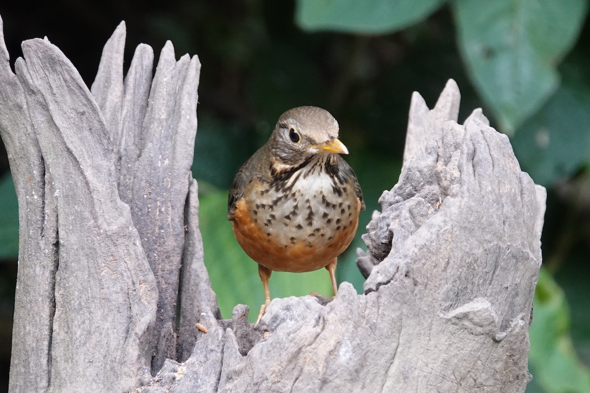 Black-breasted Thrush - ML642091177
