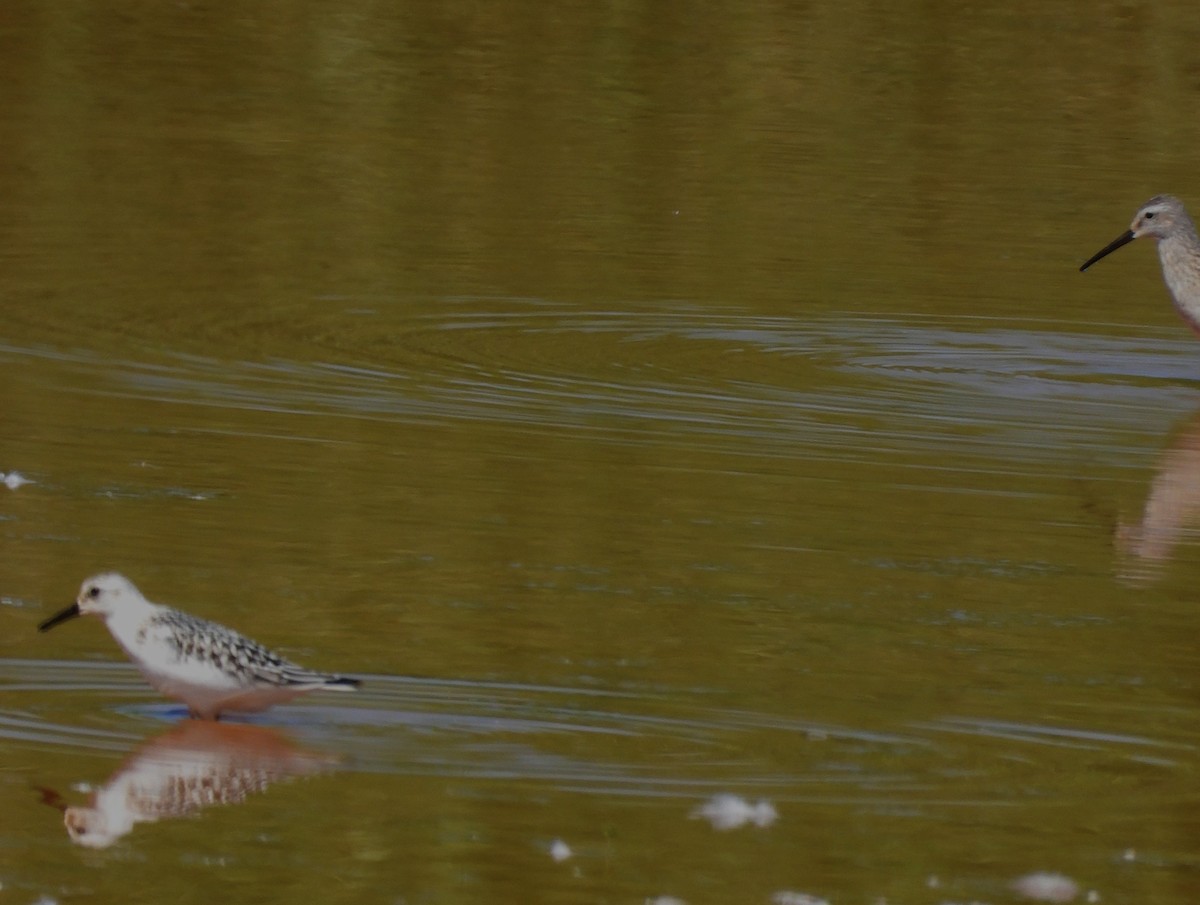 Sanderling - ML642091178