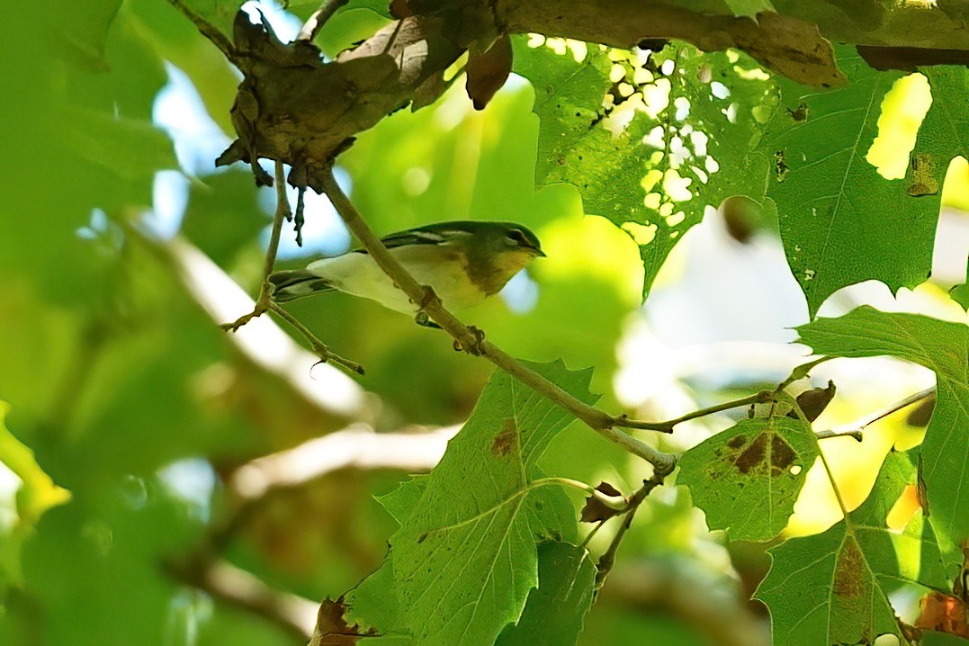 Northern Parula - ML642091200