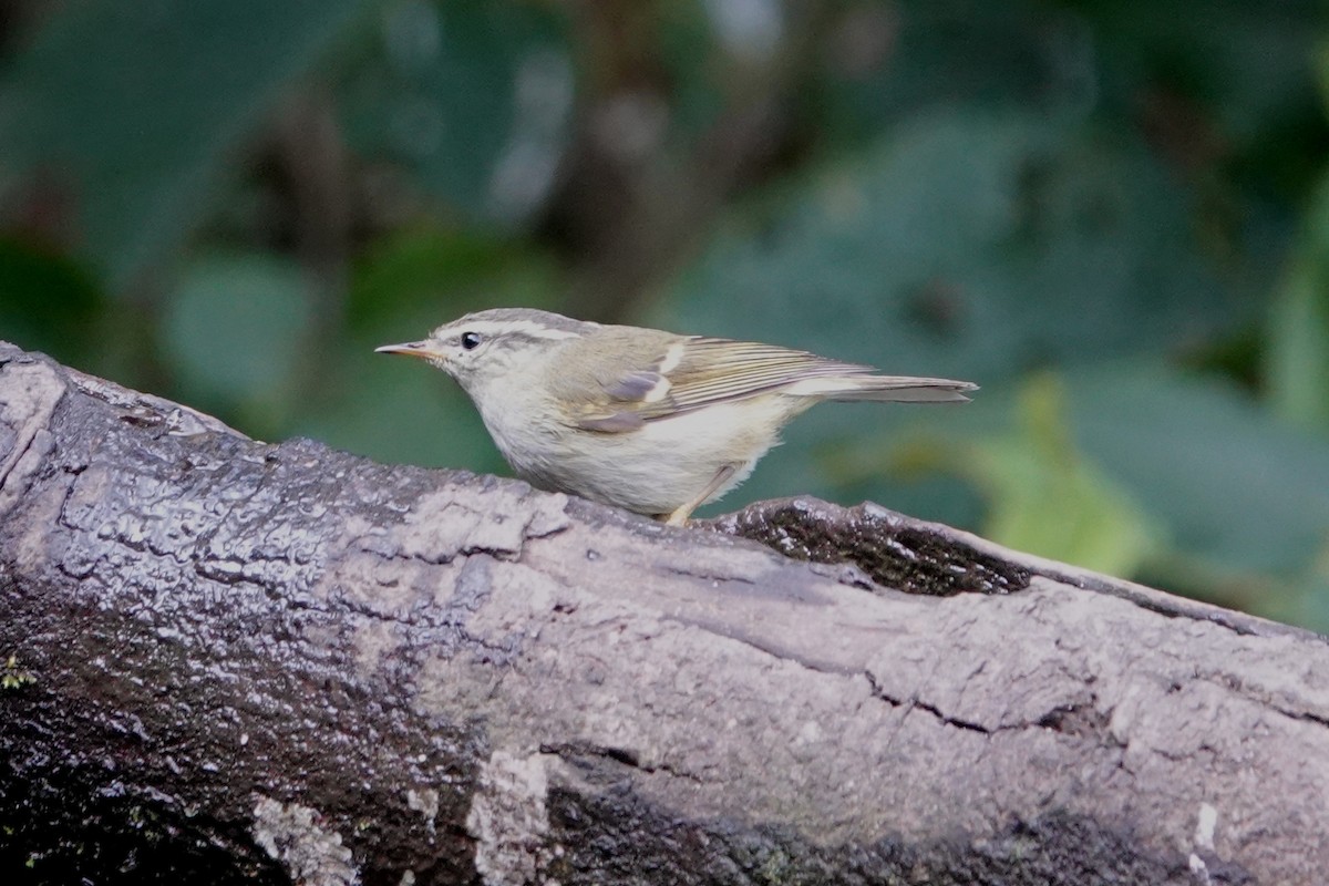 Buff-barred Warbler - ML642091214