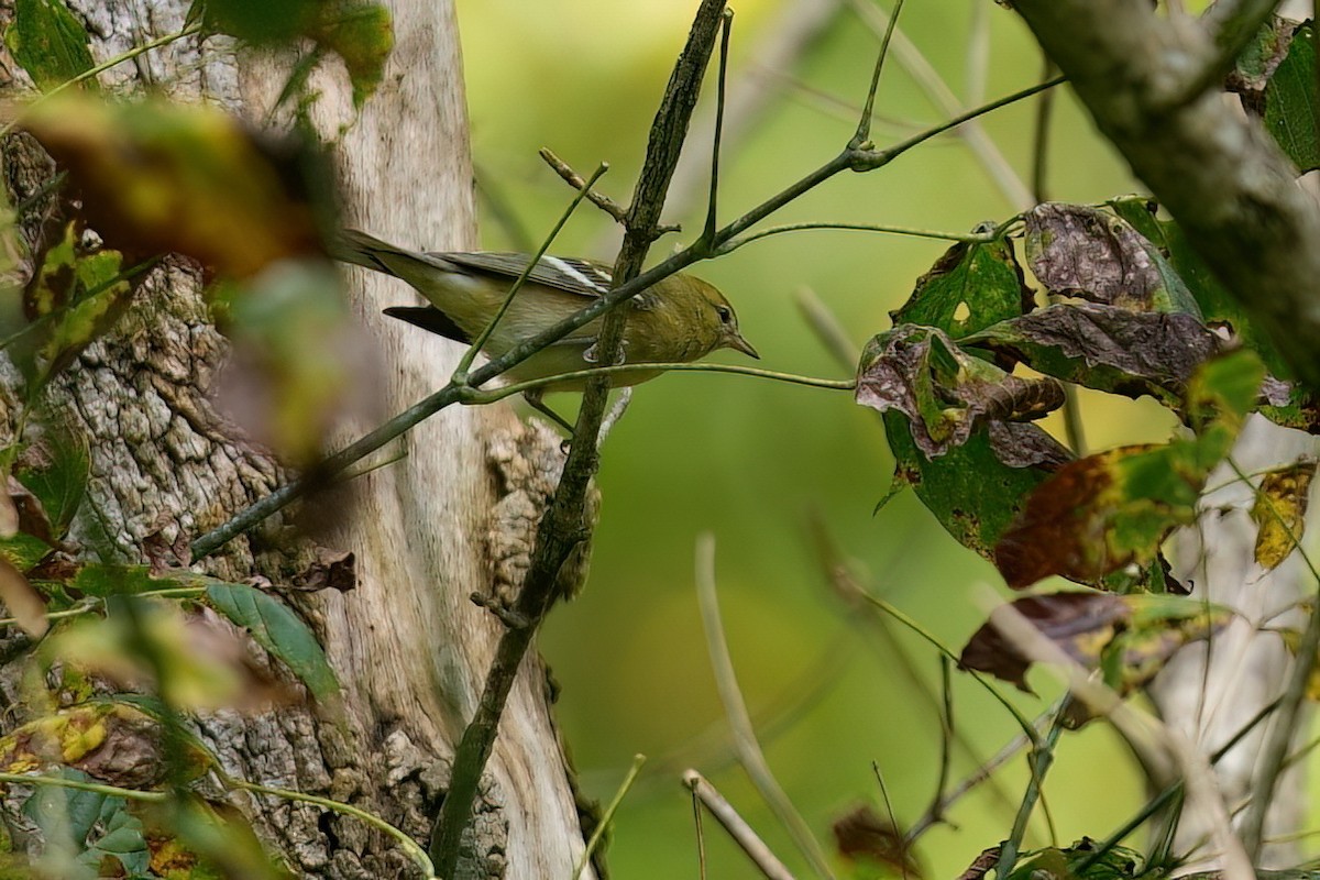 Bay-breasted Warbler - ML642091223