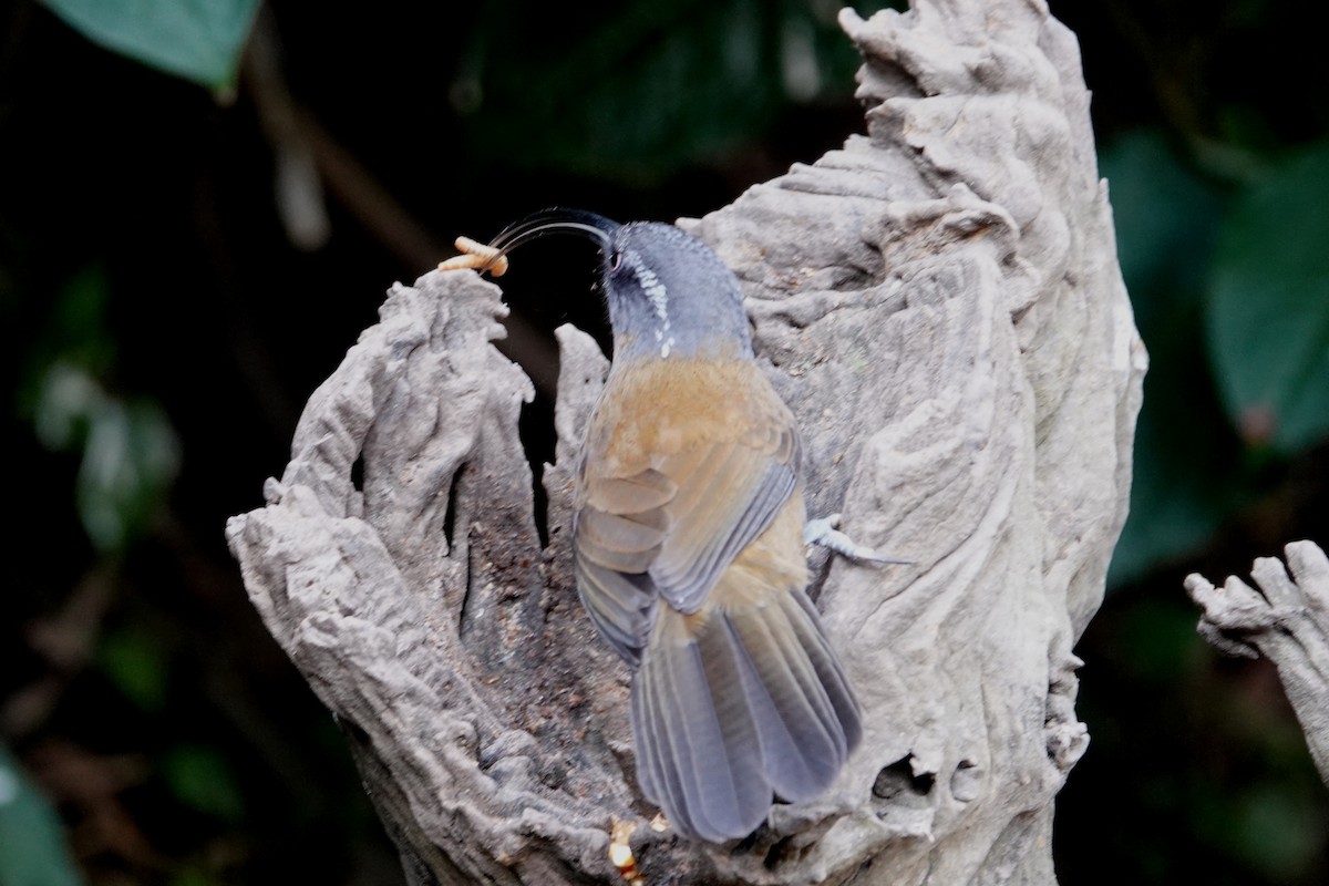 Slender-billed Scimitar-Babbler - ML642091241