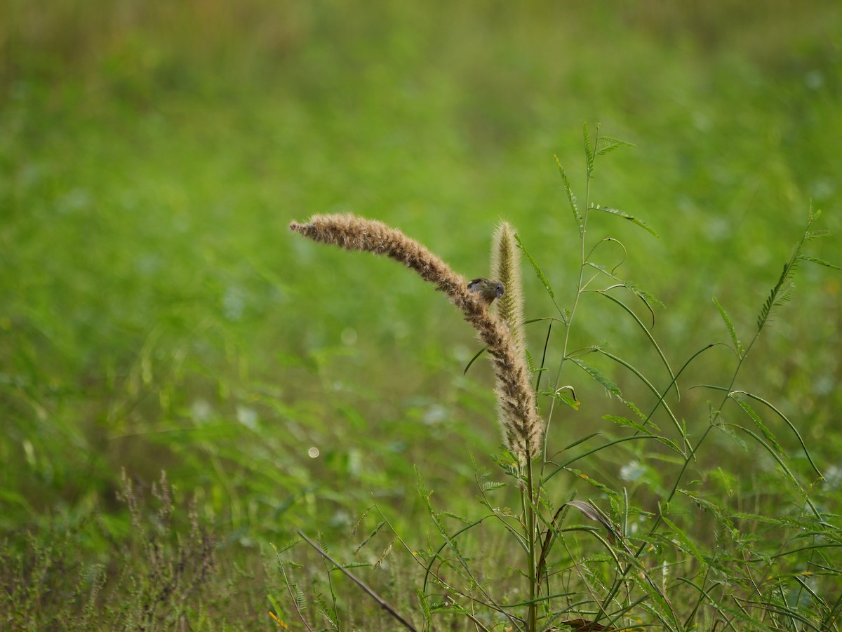 Painted Bunting - Joseph Zieran