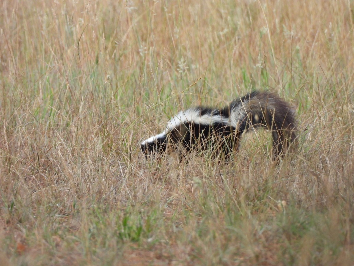 Animals - Brandon Daves