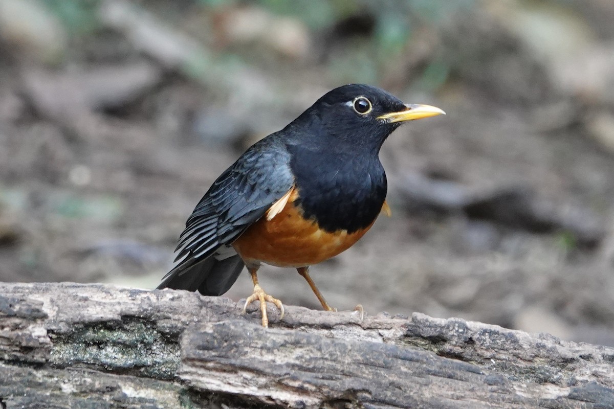 Black-breasted Thrush - ML642091275