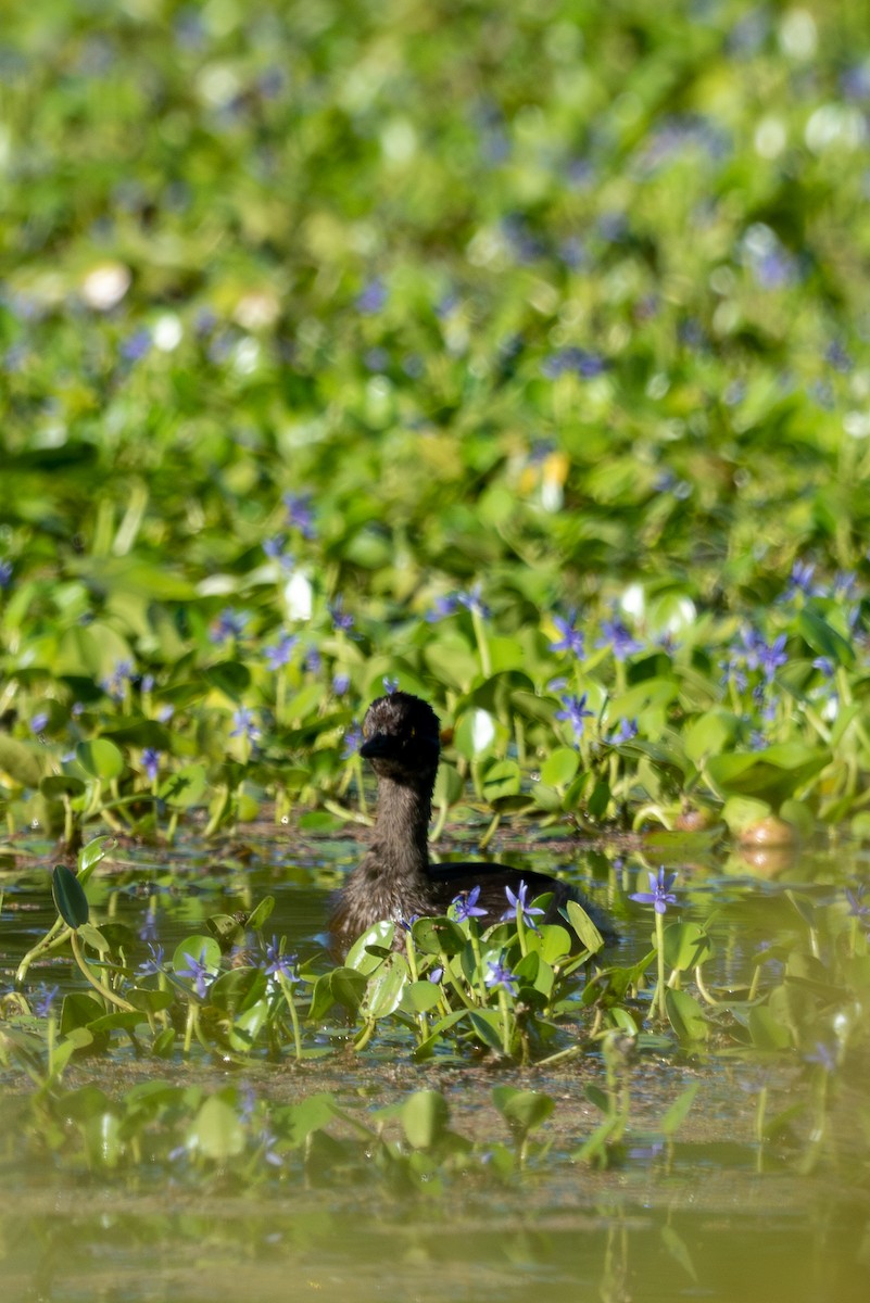 Least Grebe - ML642091283