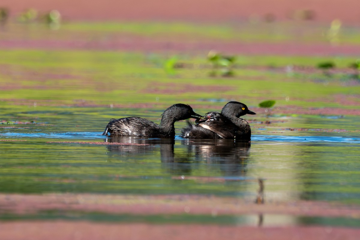 Least Grebe - ML642091285