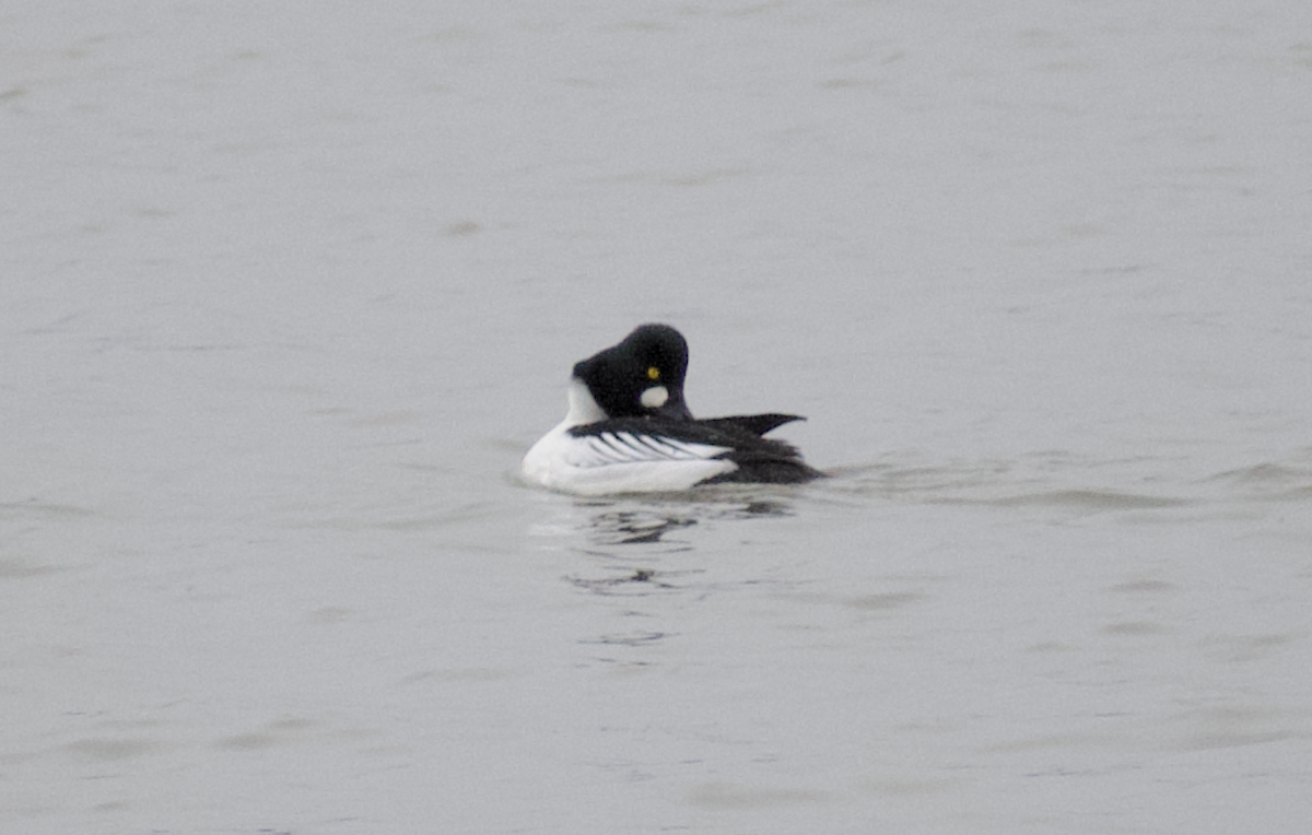 Common Goldeneye - ML642091295