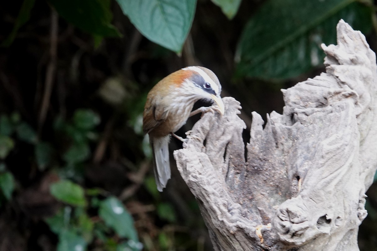 Streak-breasted Scimitar-Babbler - ML642091298