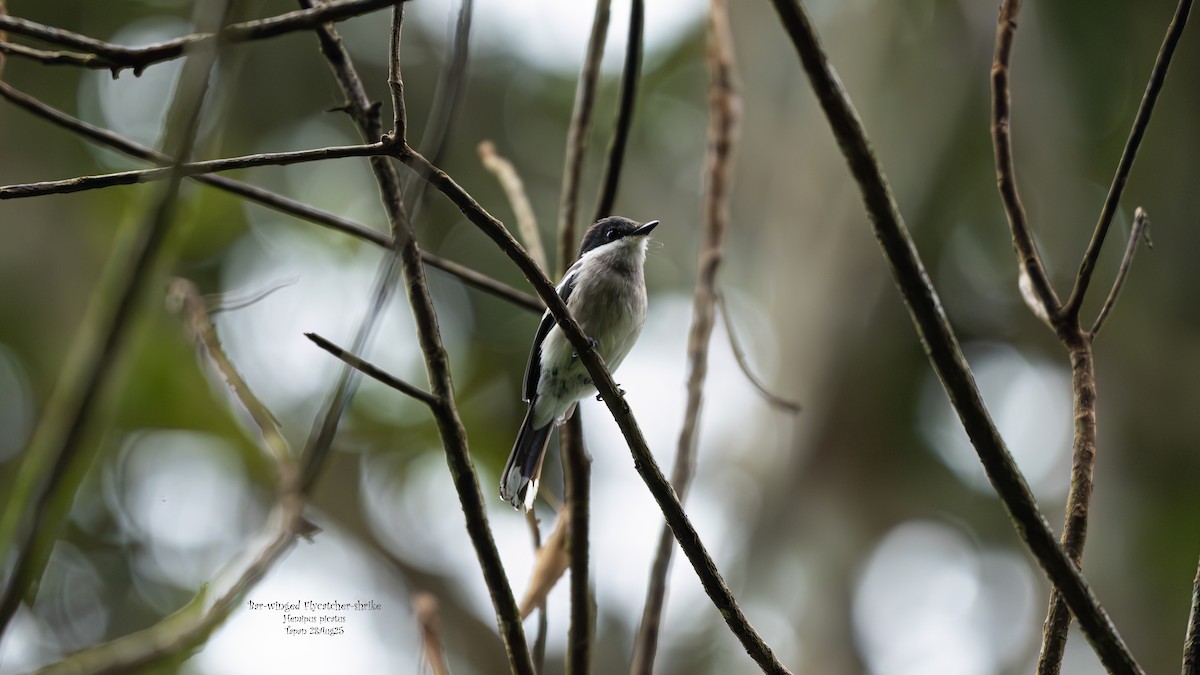 Bar-winged Flycatcher-shrike - ML642091300