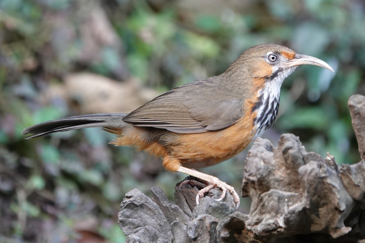 Black-streaked Scimitar-Babbler - ML642091301