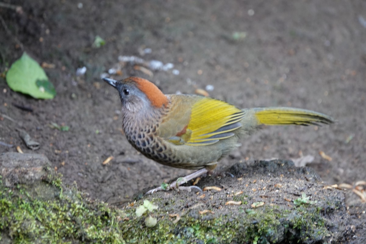 Assam Laughingthrush - ML642091306