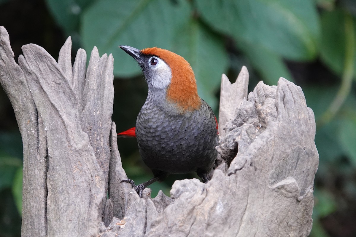 Red-tailed Laughingthrush - ML642091310
