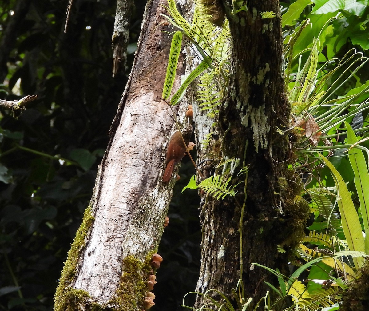 Streak-headed Woodcreeper - ML642091329