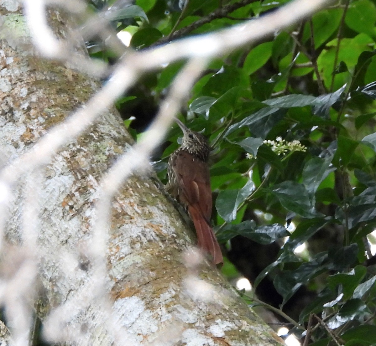 Streak-headed Woodcreeper - ML642091330