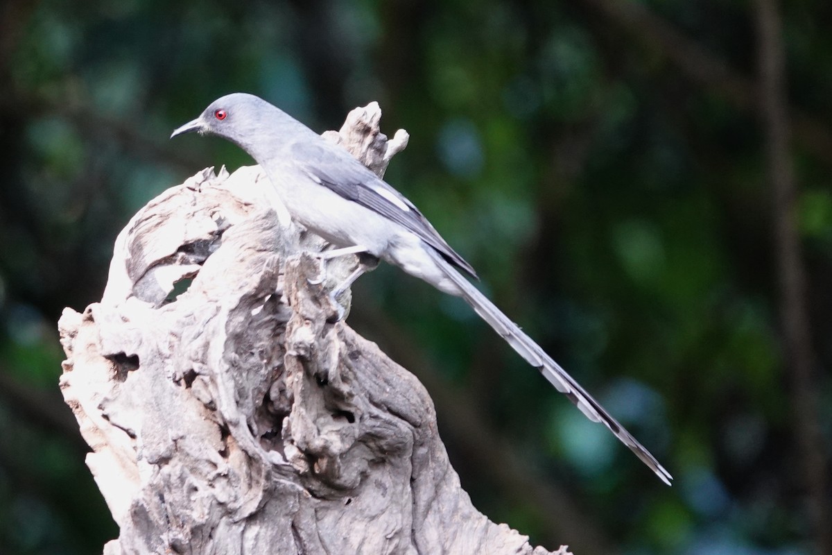 Long-tailed Sibia - ML642091338