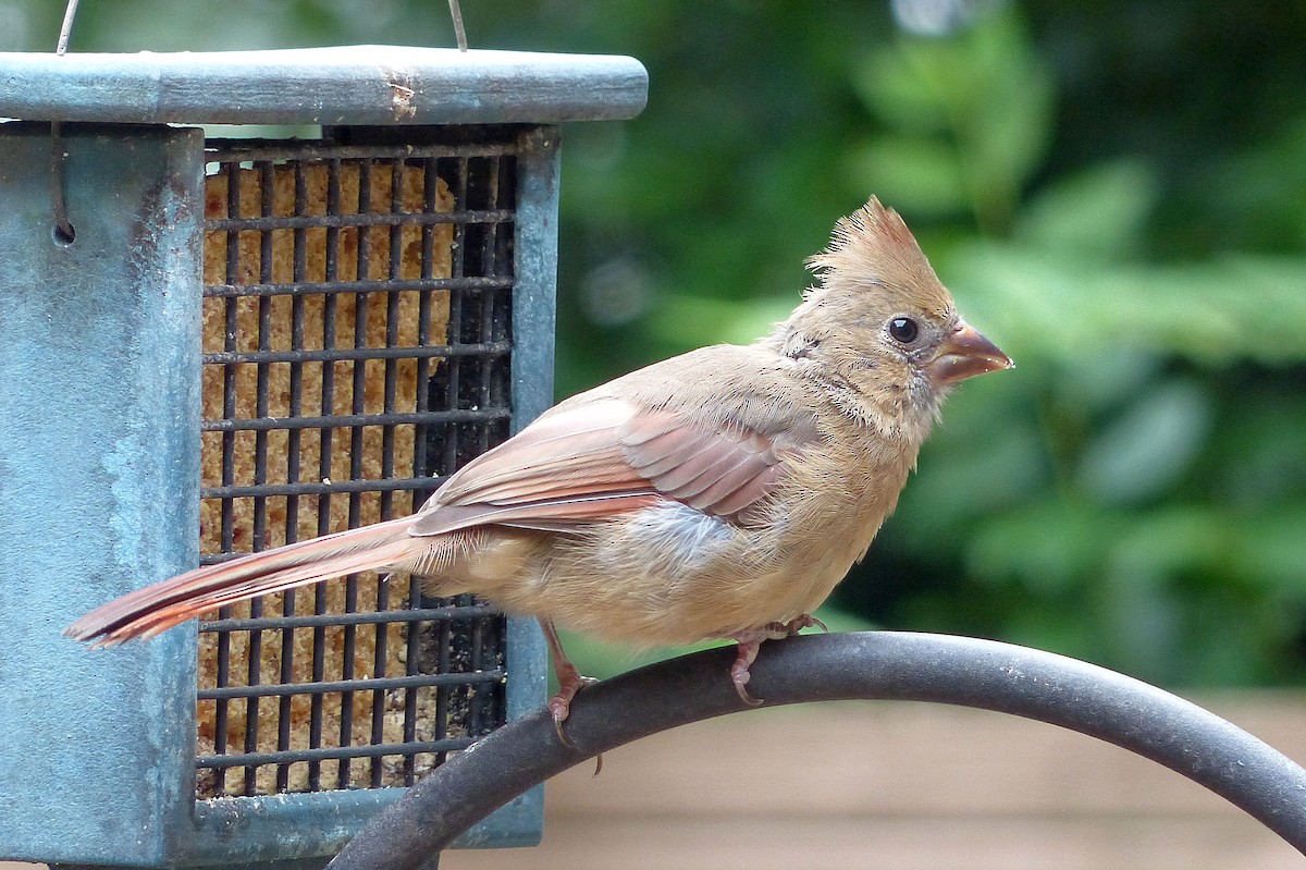 Northern Cardinal - ML642091339