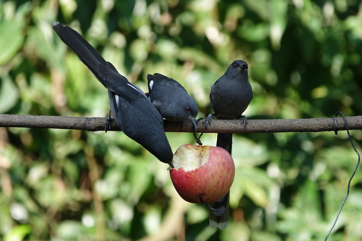 Long-tailed Sibia - ML642091345