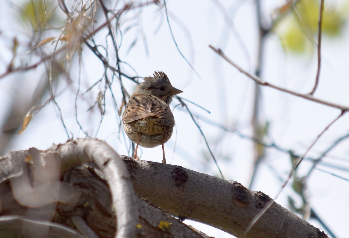 Lincoln's Sparrow - ML642091348