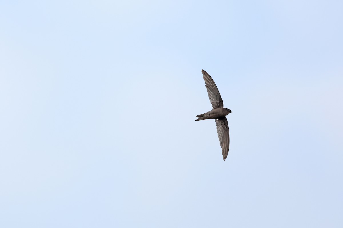 Asian Palm Swift - ML642091352