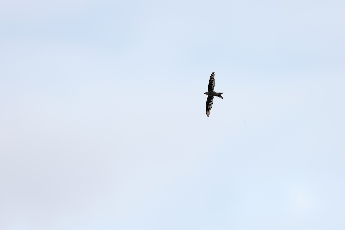 Asian Palm Swift - ML642091353