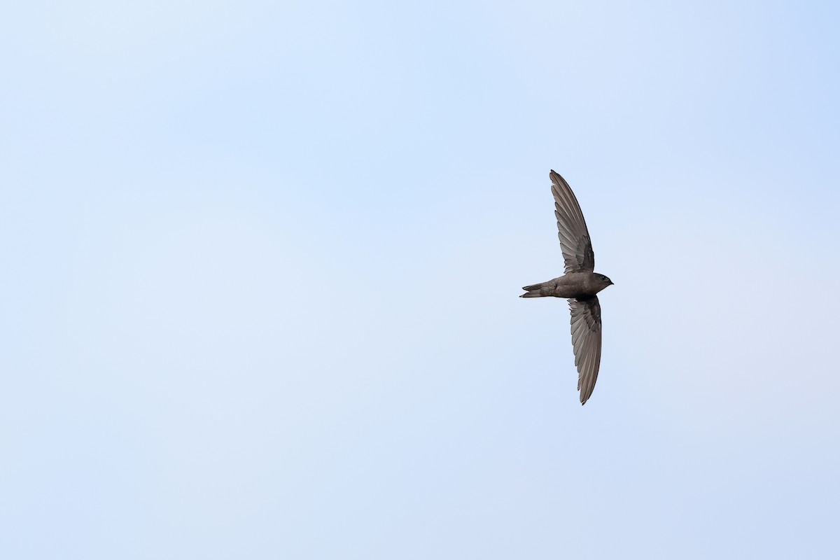 Asian Palm Swift - ML642091354