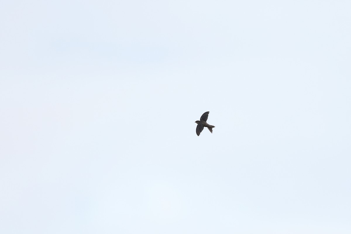 Asian Palm Swift - ML642091355