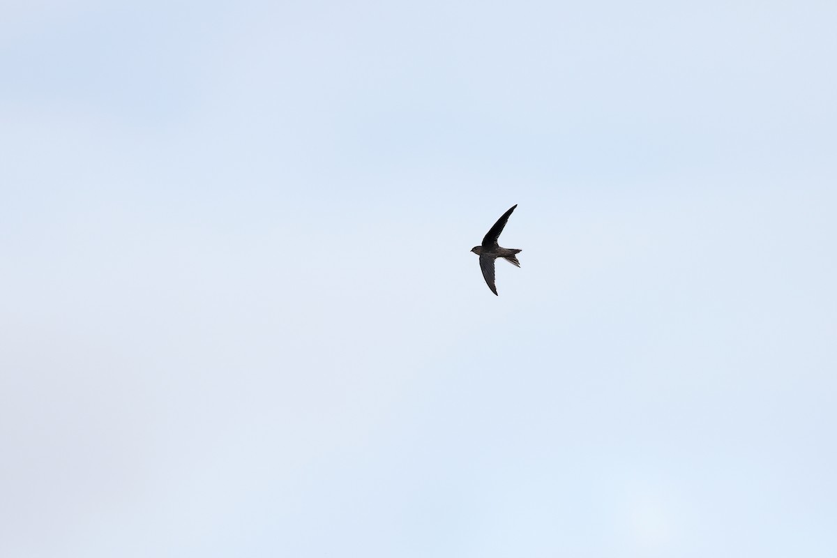 Asian Palm Swift - ML642091356
