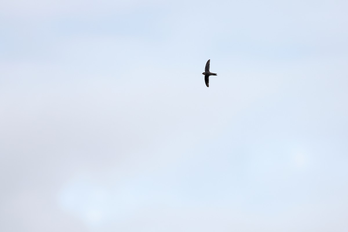 Asian Palm Swift - ML642091357
