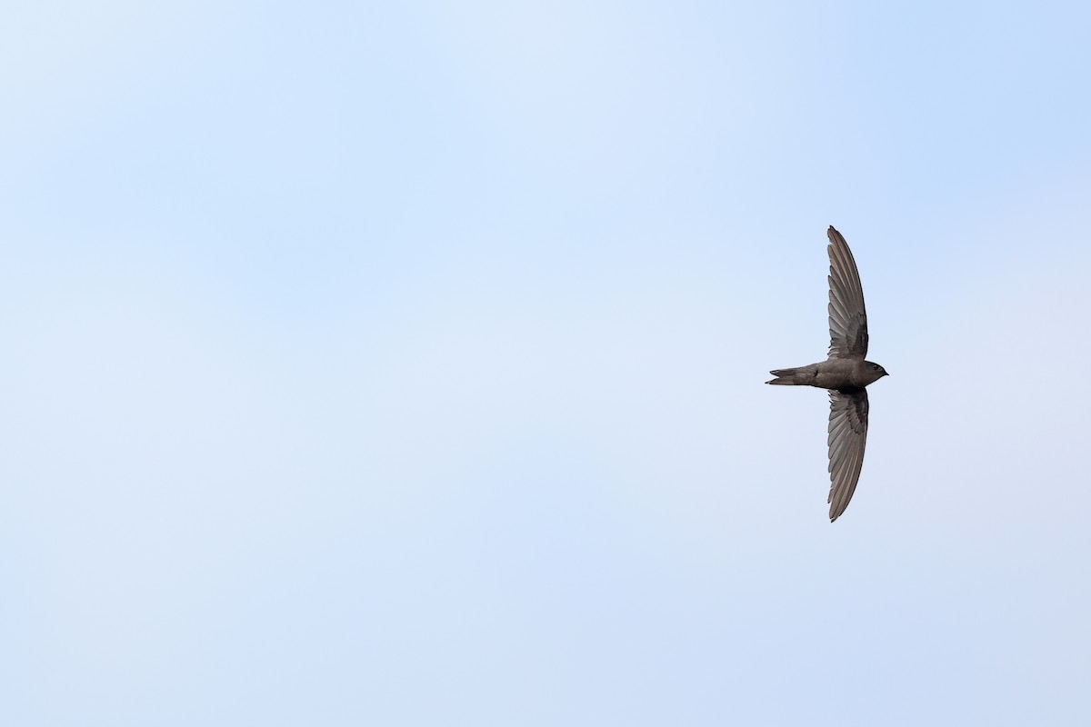 Asian Palm Swift - ML642091358