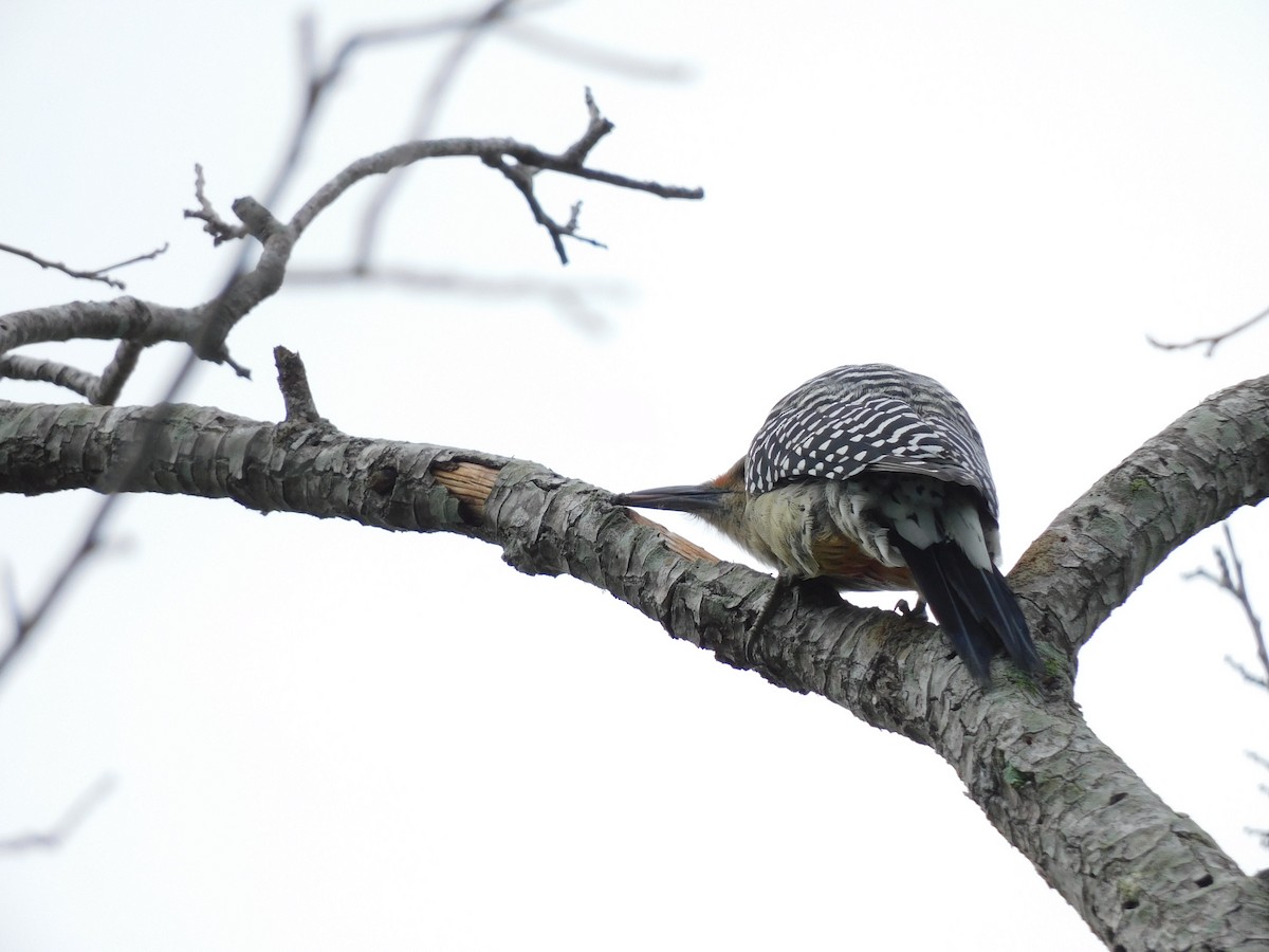 Red-bellied Woodpecker - ML642091360