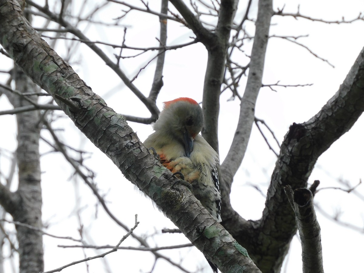 Red-bellied Woodpecker - ML642091370